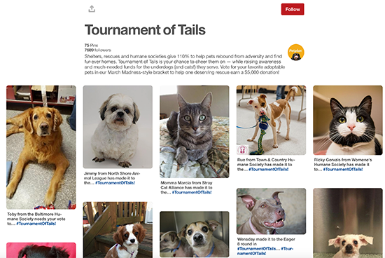 Petplan Pinterest Tournament Of Trails