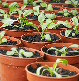 Plants Sprouting