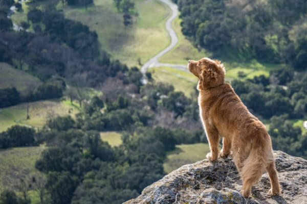 rule of thirds example